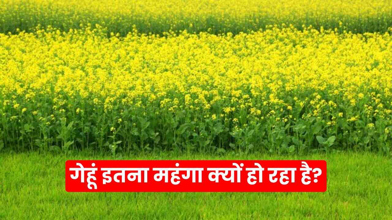 Wheat Price Hike: Why is wheat getting so expensive? You will be shocked to know the reason!