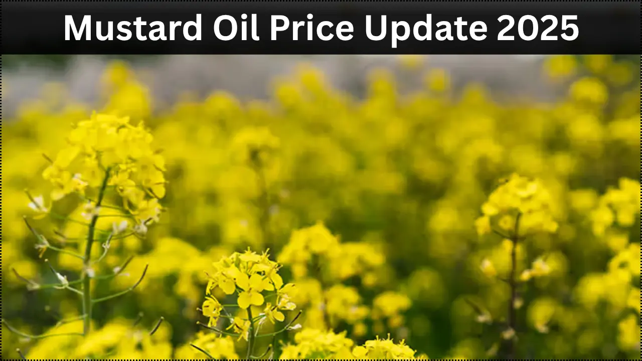 Mustard Oil Price Update 2025